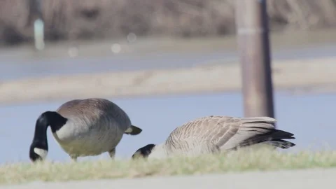 Geese2 2 Video stock 86671248
