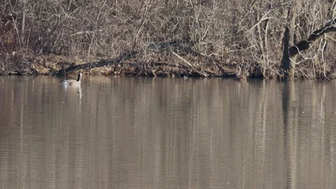 Geese2 Video stock 86671046