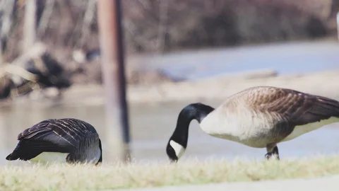 Geese3 Video stock 86671528