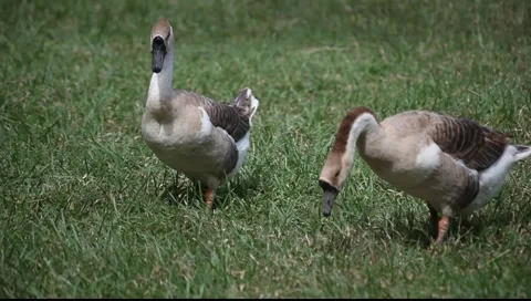 Geese_LDA_N_00040.MOV  Stock Footage 1097443