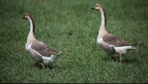 Geese_LDA_N_00041.MOV Video stock 1097490