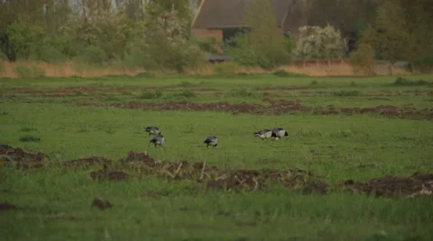 Geese_on_a_field Stock Footage 49163436