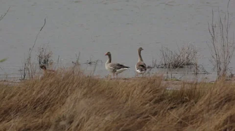 Geese_riverbank 스톡 동영상 49158600