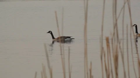 Geese_swimming Stock Footage 49161744