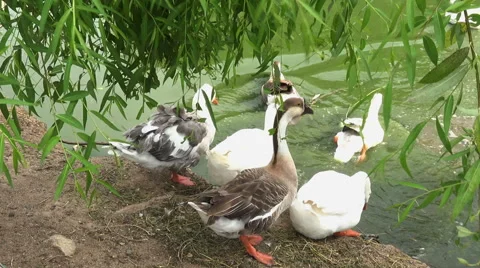 Geese,goose going in the lake Stock Footage 40323066