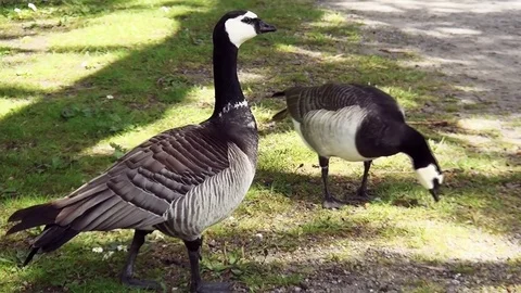 Geeze in het park. Stock Footage 97209665