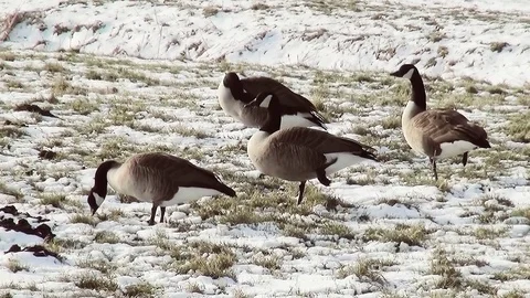 Geeze in the snow. Video stock 97209449