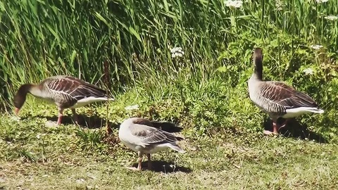 Geeze walking into the water Stock Footage 97210355