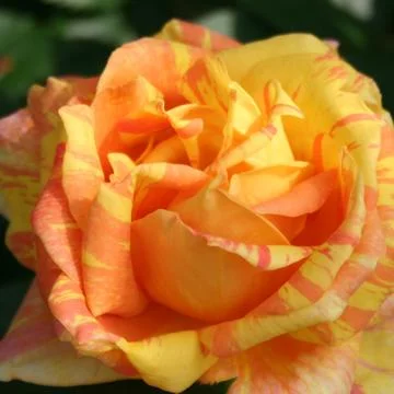 Gefaerbt? Stock Photos