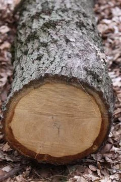 Gefällter Baum Stock Photos