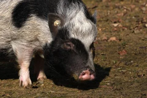 Geflecktes Schwein Stock Photos