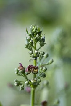 Geflügelte Braumwurz (Scrophularia umbrosa) - Blütenstand mit winzigen Blü Stock Photos