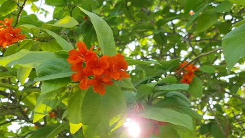 Geiger tree3 Stock Footage 159277148