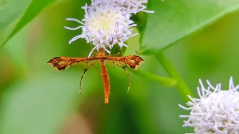Geina buscki Stock Footage 232389486