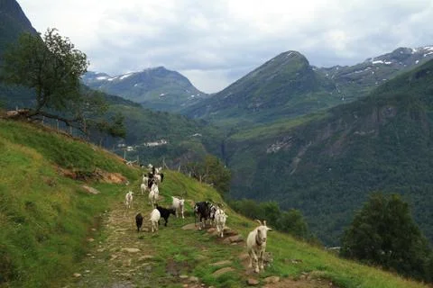 Geiranger Stock Photos