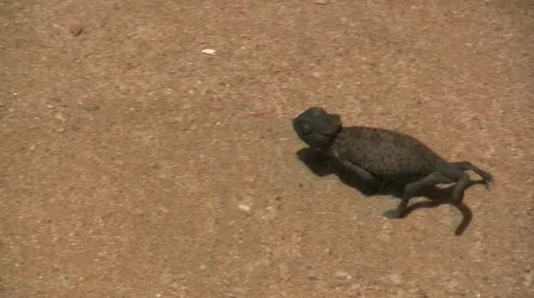 Gekko in desert Stock-Footage 286961