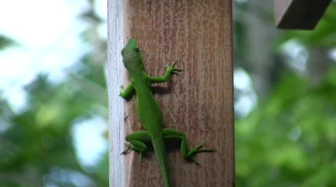 Gekko Green Stock Footage 376168