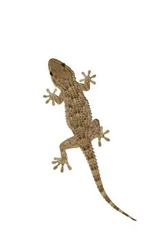 Gekko Stockfoto's
