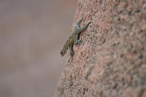 Gekko on Rock background pattern namibia Africa 写真素材