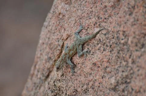 Gekko on Rock background pattern namibia Africa 写真素材