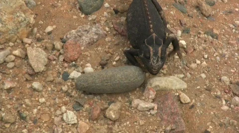 Gekko walking Stock Footage 287004