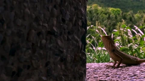 Geko enjoying the view 動画素材 138667429