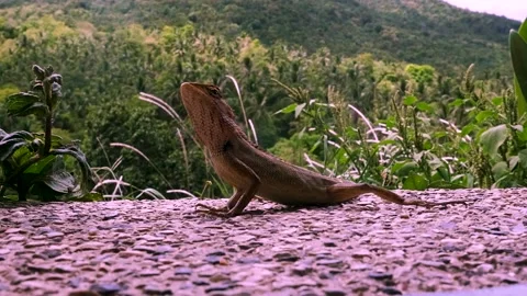 Geko on Koh Phangan 動画素材 138667519