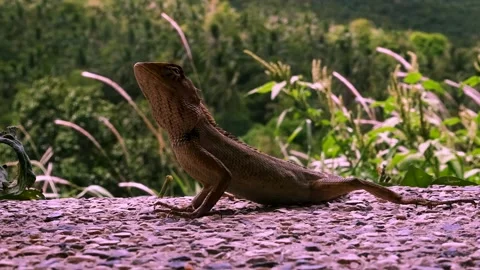 Geko in nature 動画素材 138667484