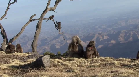 Gelada babies playing on tree branch and female dig for food with male Video stock 55841196