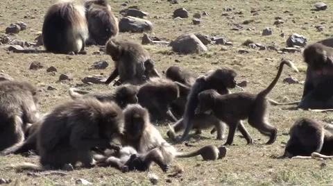 Gelada Baboon babies playing and female grtoom on grass filed in the mountain Vidéo 55841581