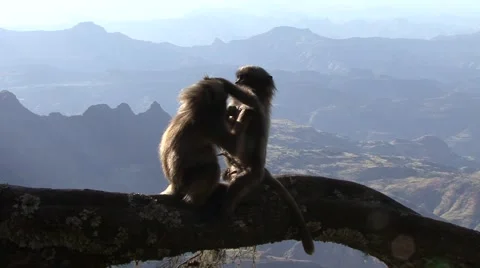Gelada Baboon babies playing on branch in the mountain in the afternoon 스톡 동영상 55841339