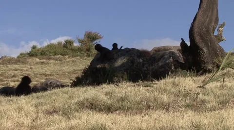 Gelada Baboon babies playing on stone in the shade of a tree on a sunny day Stockbeeldmateriaal 55841710