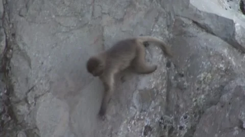 Gelada Baboon climb down the cliffs in the evening to safety and sleep Stock Footage 55843140