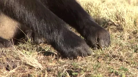 Gelada Baboon digging for food on grass plains close up of hands 스톡 동영상 55841846