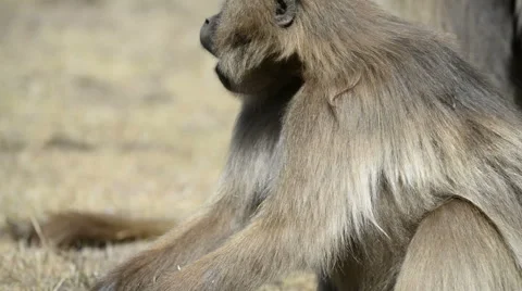 Gelada baboon eating grass (Theropithecus gelada), Simien Mountains National Par Stockbeeldmateriaal 63911968