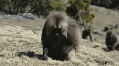 Gelada baboon eating roots (Theropithecus gelada),Simien Mountains National Park Stock Footage 63911667