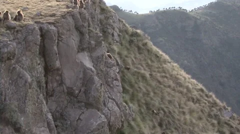 Gelada Baboon group climb down the cliffs in the evening to safety and sleep Vídeo Stock 55843421