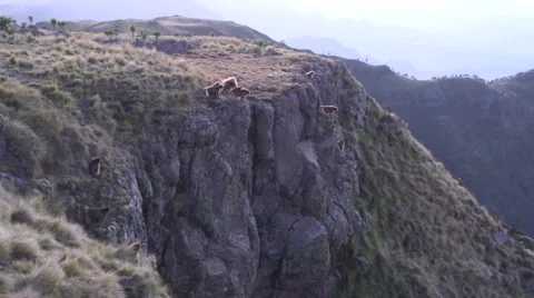 Gelada Baboon group climb down the cliffs in the evening to safety and sleep Vidéo 55843422