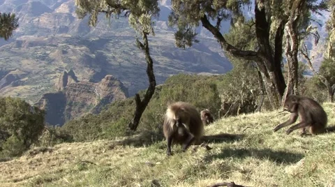 Gelada Baboon group digging for food in green grass and eat in forest Vídeo Stock 55842730