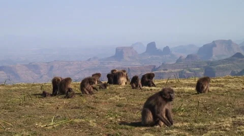 Gelada Baboon group digging for food and eat on grass plains Vídeo Stock 55842899