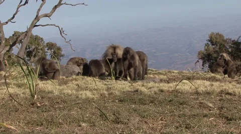 Gelada Baboon group digging for food and eat on grass plains Stockbeeldmateriaal 55842935