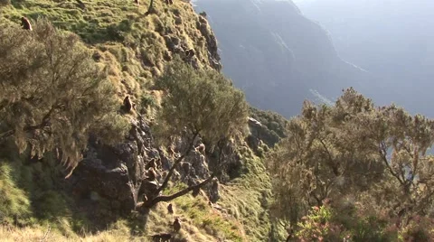 Gelada Baboon group hanging on steep cliff and babies playing in the afternoon Vídeo Stock 55843485