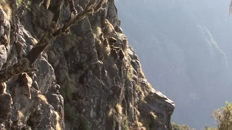 Gelada Baboon group hanging on steep cliff and babies playing in the afternoon Video stock 55843512