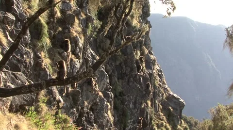 Gelada Baboon group hanging on steep cliff and babies playing in the afternoon Stockbeeldmateriaal 55843603