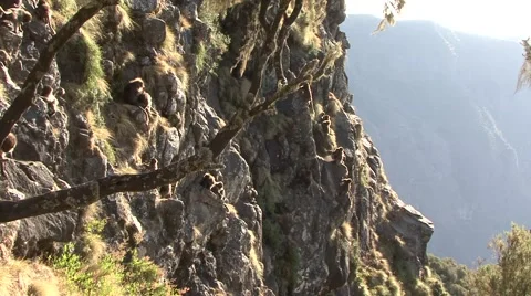 Gelada Baboon group hanging on steep cliff and babies palying in the afternoon Vidéo 55843711