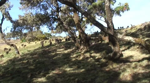 Gelada Baboon group moving walking on grass plains with trees in the mountain Vidéo 55844560