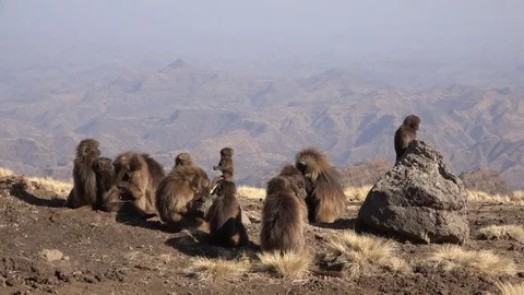Gelada baboon group with simian mountains backdrop Stock-Footage 89407371