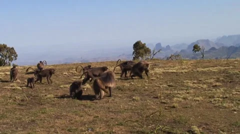 Gelada Baboon group walk on grass field with baby riding on female back Video stock 55841927