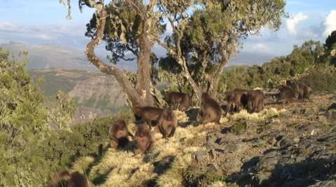 Gelada Baboon group walking towards the mountain slope late afternoon Vidéo 55844594