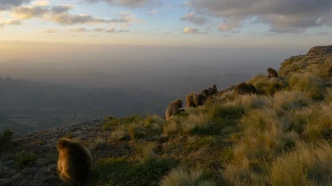 Gelada baboon herd at sunset on a cliff, gimbal move 動画素材 105679681